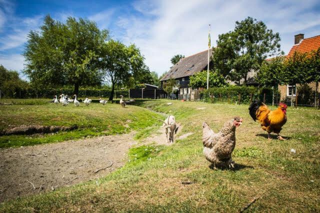 Vakantiewoning - Kon. Emmaweg 26 | Vrouwenpolder 'Uitspanning Oranjezon' Extérieur photo